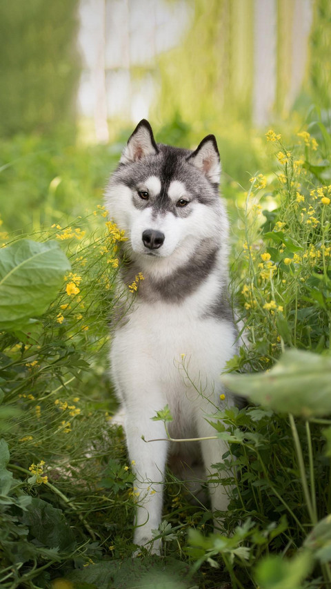 Dog123 screenshot
