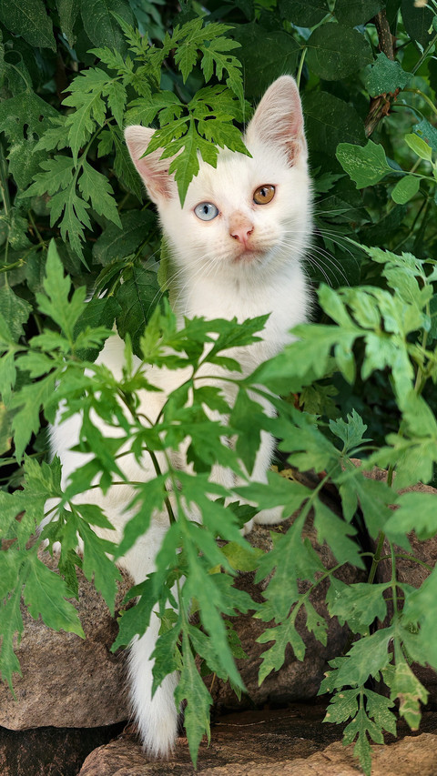 A little white cat with heterochromia screenshot