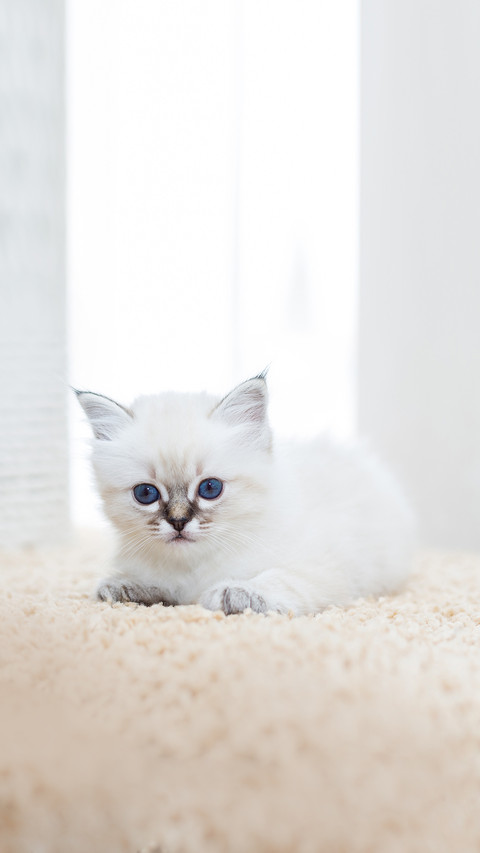 Kitten cat breed sacred burma on a light background screenshot