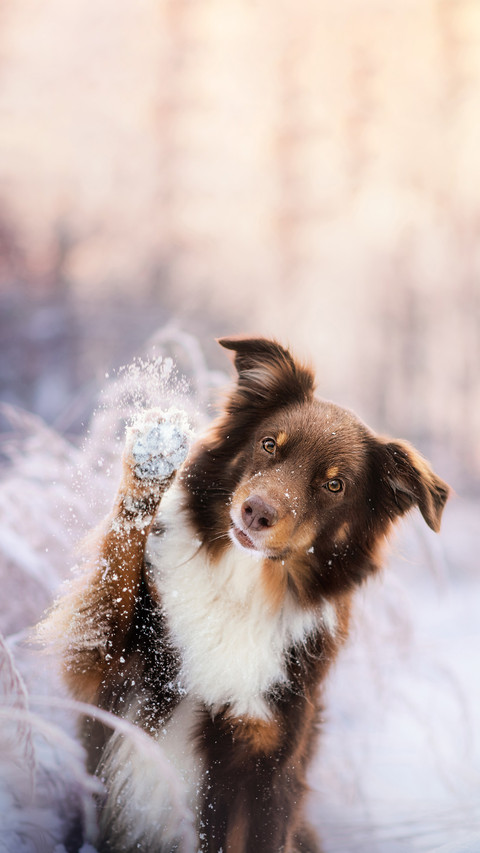 Australian Shepherd is doing cute pose screenshot
