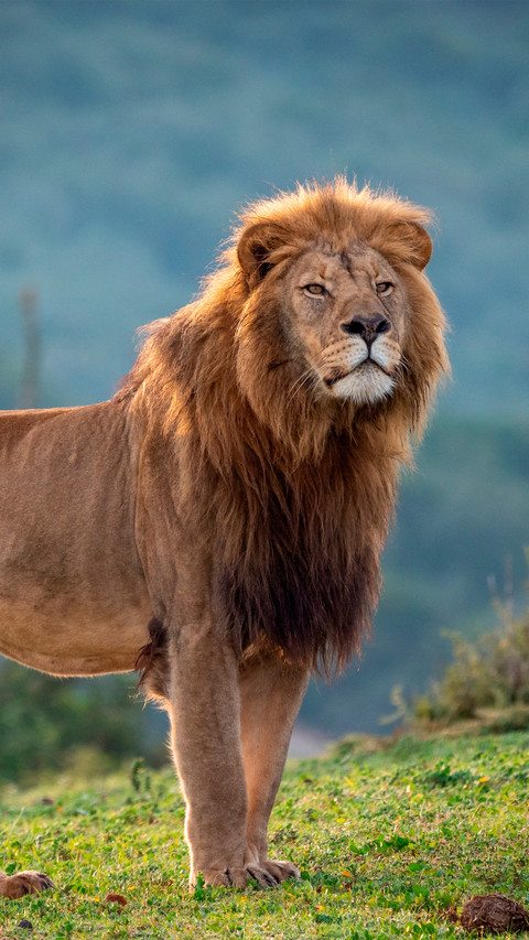 A lion with its head held high screenshot