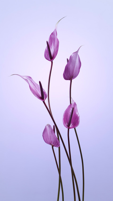 Flowers screenshot