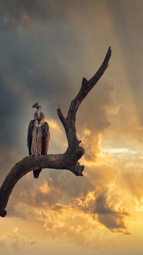 Birds screenshot