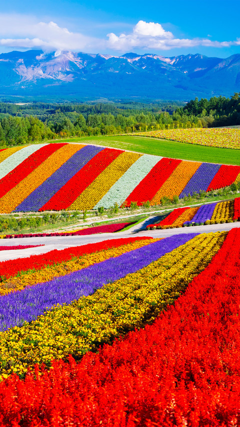 Colorful hill flowers screenshot