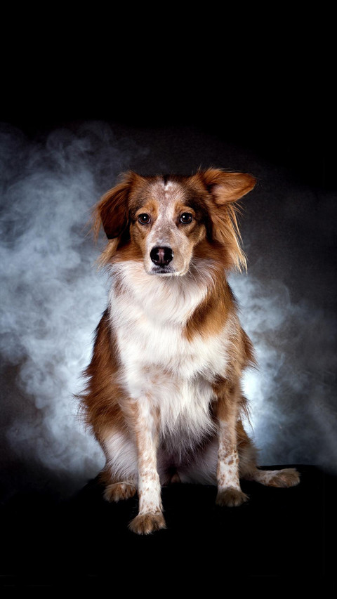 Dog30 screenshot