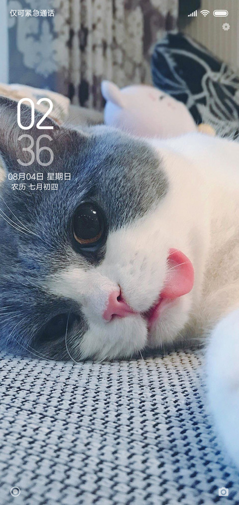 我的猫 screenshot