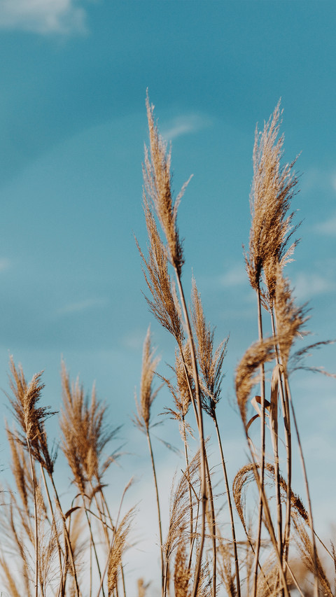 Autumn reeds screenshot