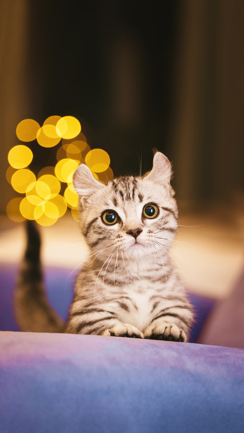A Beautiful Domestic Shorthair Kitten Standing Up Pose screenshot