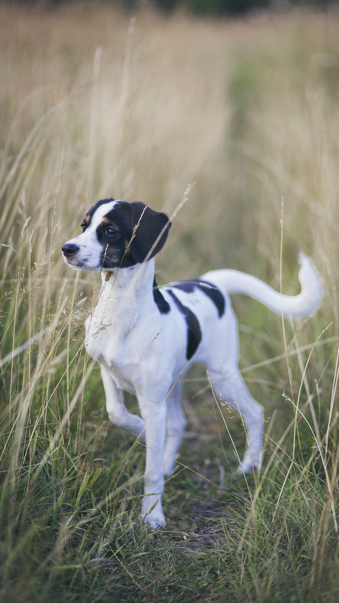 Alert dog standing amidst grass in field screenshot