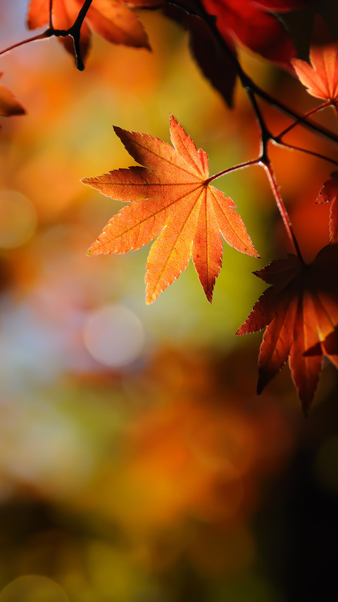 Japanese Maple Leaf screenshot