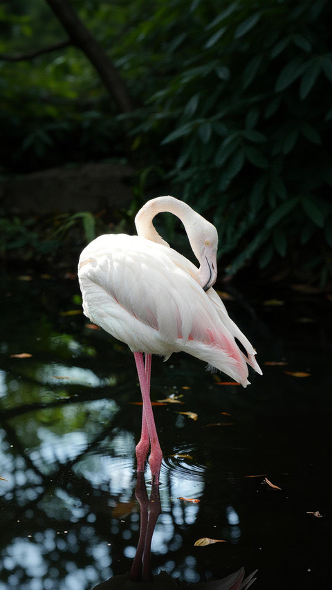 Flamingos originally have white feathers screenshot