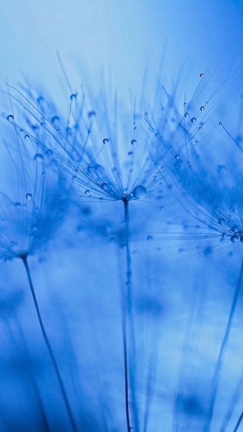 dandelion screenshot