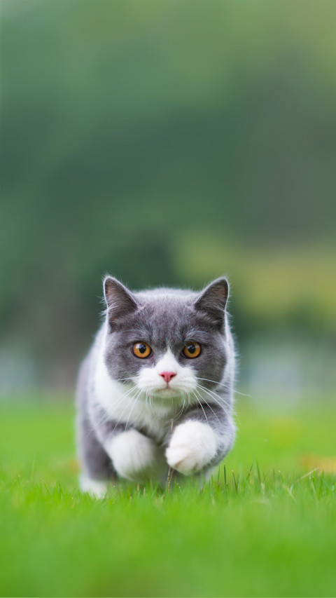 A British Short-Haired Cat Playing on Grass screenshot