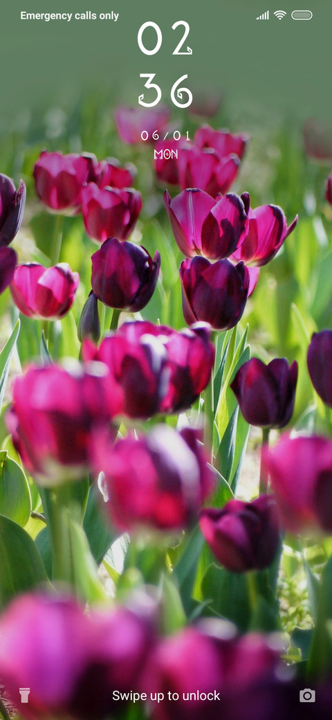 Tulips_3MDS screenshot