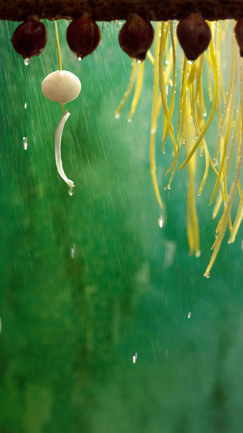 春雨如诗 screenshot