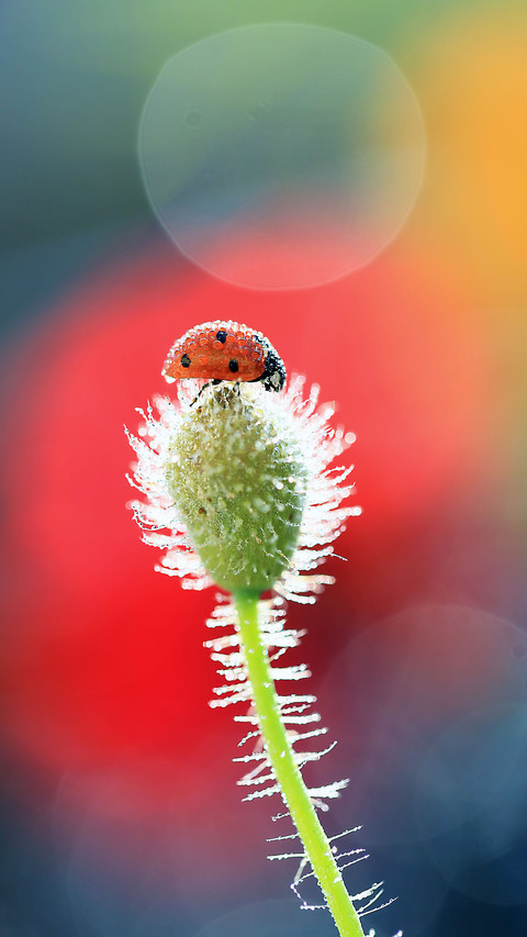 Color insects-06 screenshot