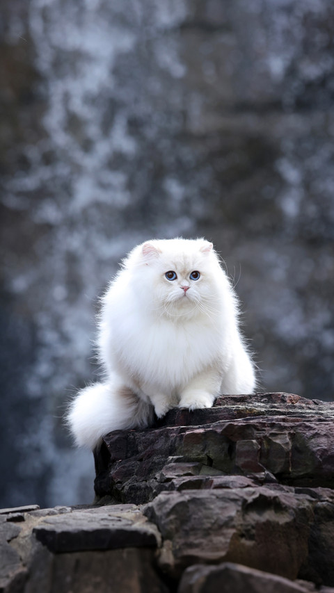 Why dont cats make any sound when they walk screenshot