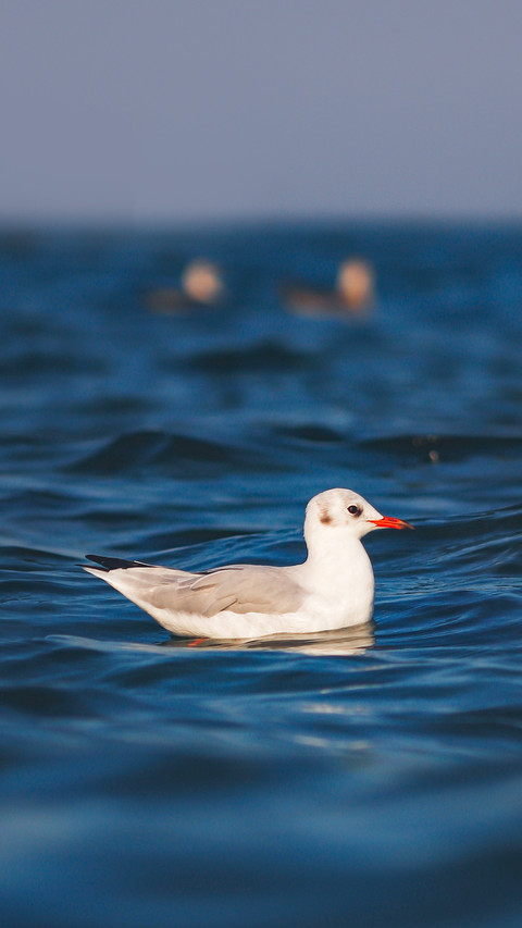 A seagull enjoying the water screenshot