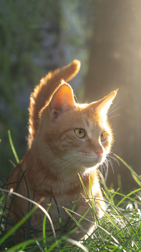 Cute creatures rule the world screenshot