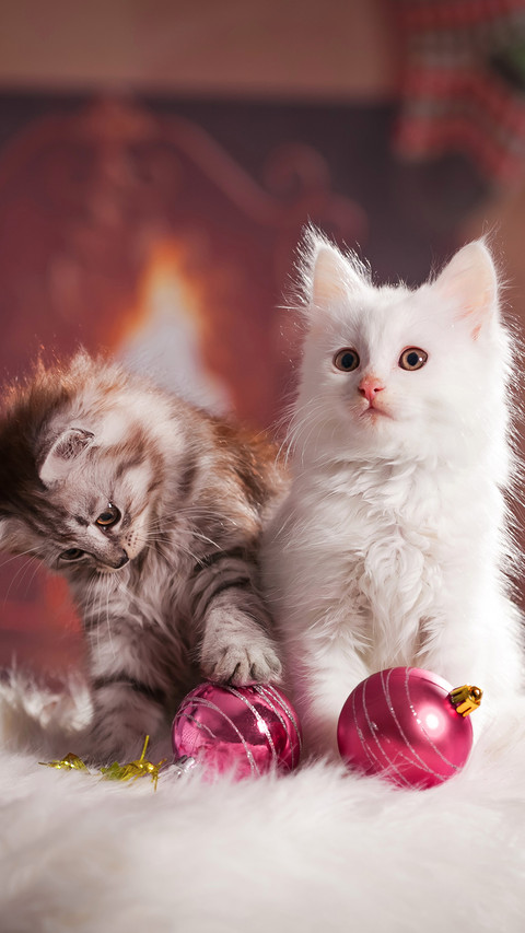 Cute pet-01 screenshot