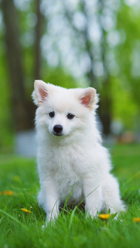 Spitz for a Walk in the Park in Sunny Weather screenshot