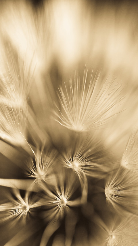 dandelion screenshot