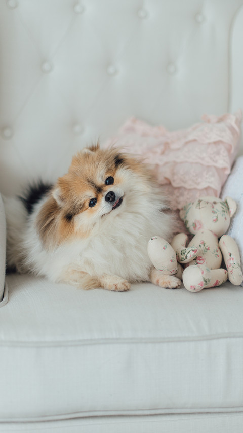 Little pomeranian dog with a bear toy sitting in the chair screenshot