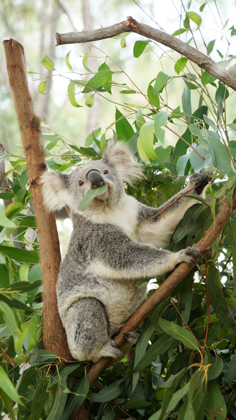 Top 10 laziest animals in the world 41 screenshot