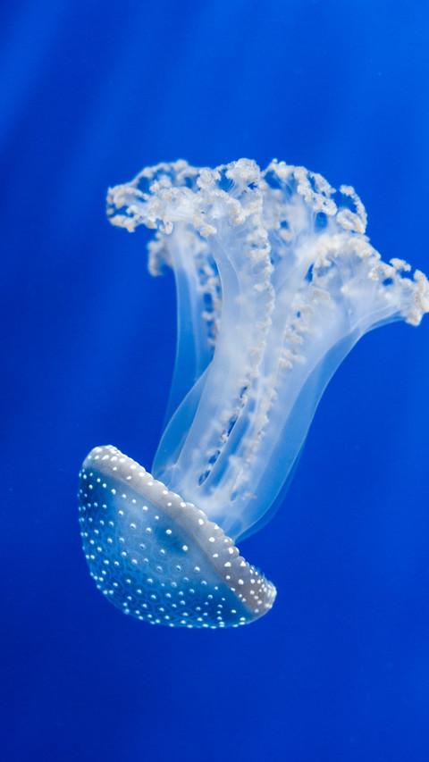 Jellyfish swimming in the sea screenshot