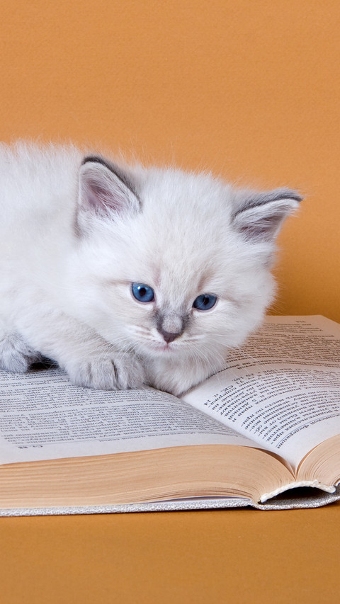 Cats Cold Knowledge 74 screenshot