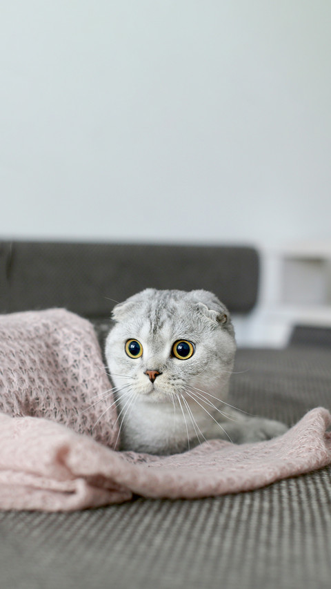 Scottish Fold Cat Lying Under Pink Blanket screenshot