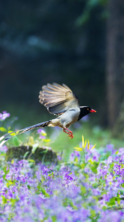Birds singing and flowers fragrant screenshot