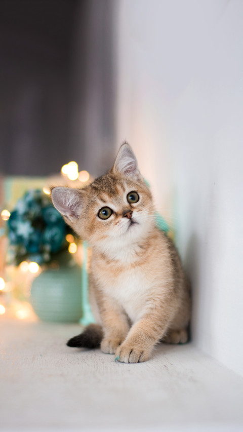 A cute kitten cat scottish straight, lop-eared fluffy screenshot