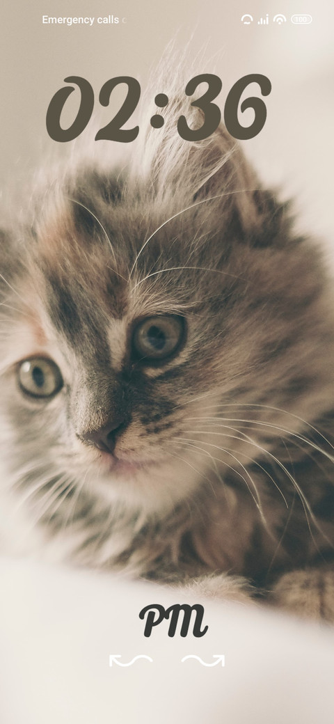 cat screenshot
