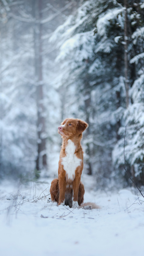 Cute Dog Sitting on The Snow screenshot