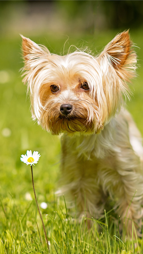 Which plants can make dogs allergic 24 screenshot