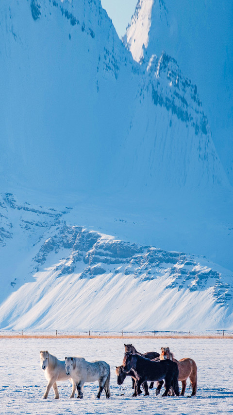 Typical Icelandic hairy horse grazing in snow blizzard screenshot