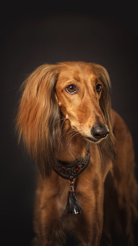 Brown persian hound screenshot