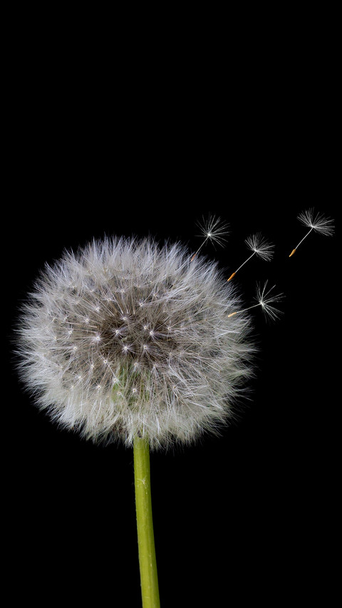 Dandelion (2) screenshot