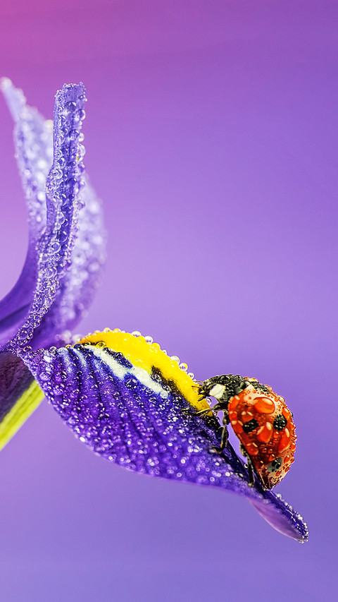 Wet ladybugs on iris flowers screenshot