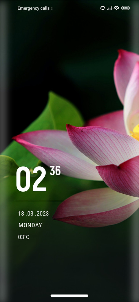 Lily screenshot