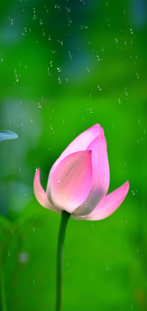 雨滴 待放 screenshot