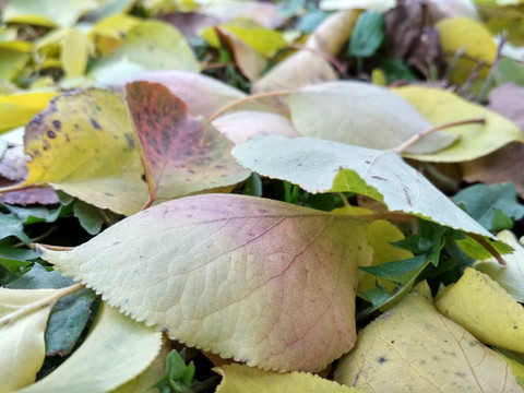 Autumn leaves screenshot