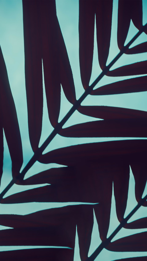 Plant4 screenshot
