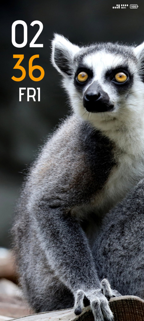 Wild Mammal screenshot