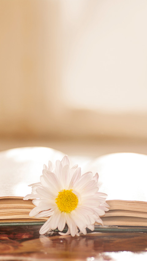 Flower on the book in front of the window in the morning screenshot