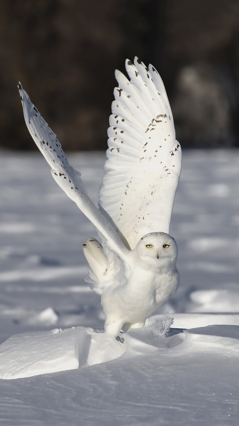 Beautiful Snowy Owl screenshot