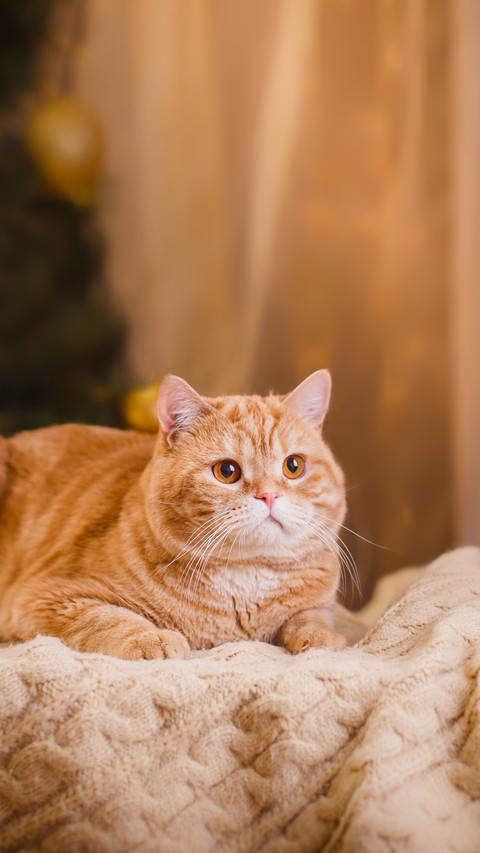 Cute Orange Cat Lying on The Blanket screenshot