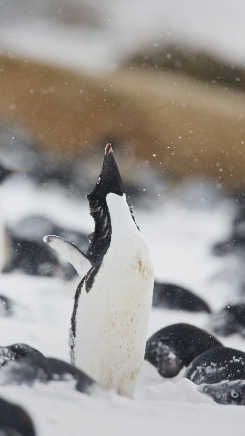 A Penguin is Waving Its Wings in The Snow screenshot