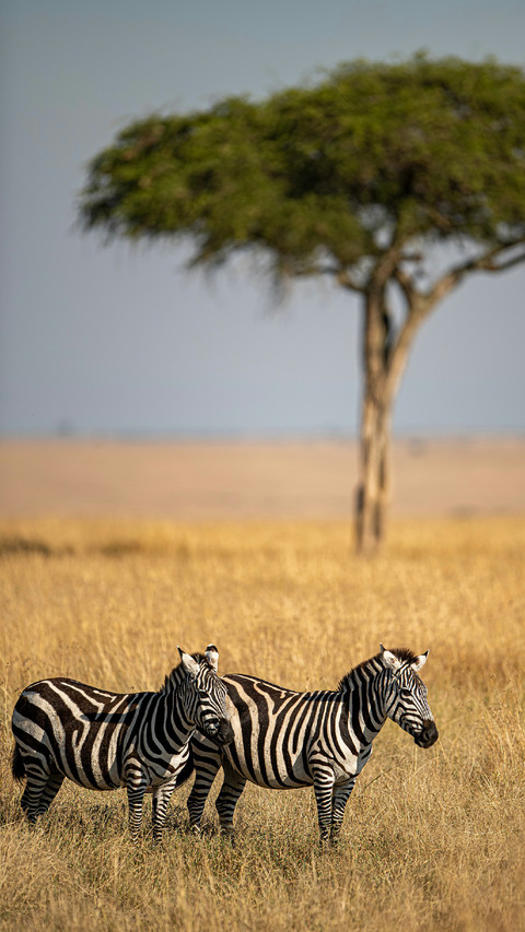 Two Zebras Are Standing on The Grassland screenshot